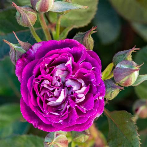 rose cosmic clouds